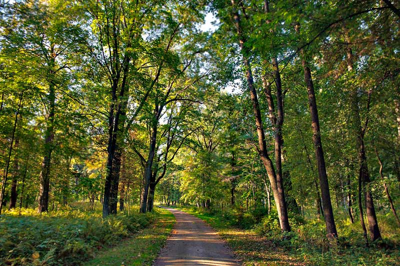 Аллеи Парка Александрия в Петергофе