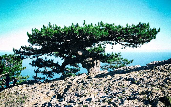 А Сосне-самолету - официальному памятнику местной флоры - 300 лет