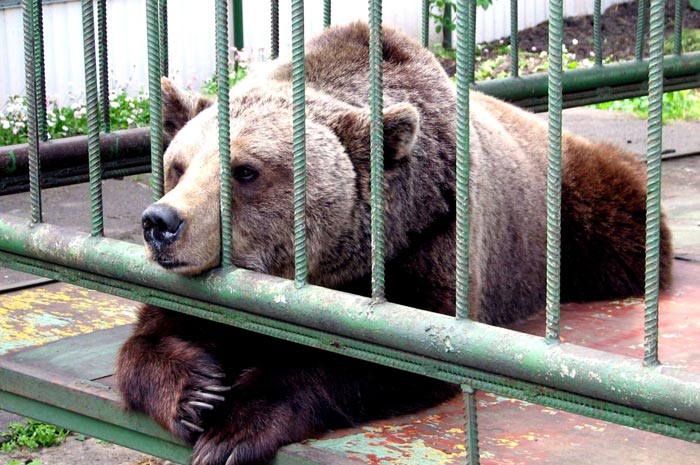 Медведица Маша - живой символ Ярославского музея-заповедника