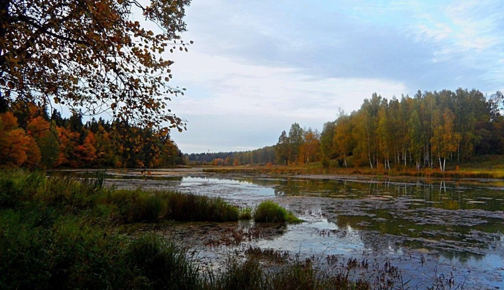 Река Воря около Усадьбы Абрамцево осенью