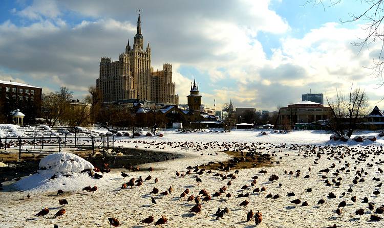 Каждый год все больше уток  остается зимовать в Зоопарке