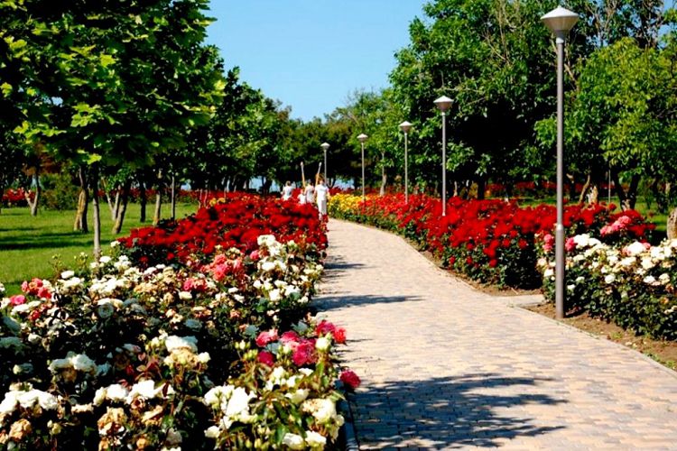 На аромат прекрасного розария слетаются не только пчелы, но и отдыхающие