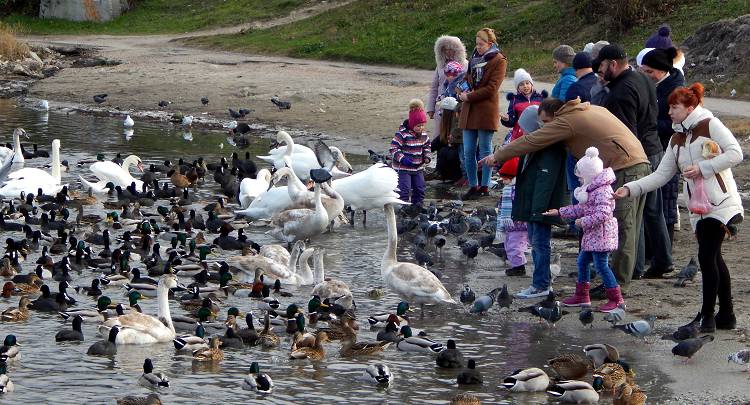 Кормление зимующих в Крыму лебедей одно из новогодних развлечений