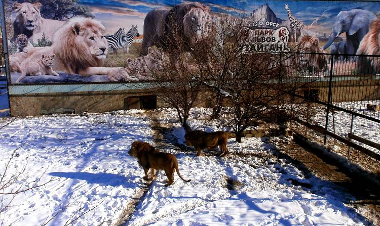 Зимний поход в Сафари-парк не сравним по ощущениям с летним его осмотром